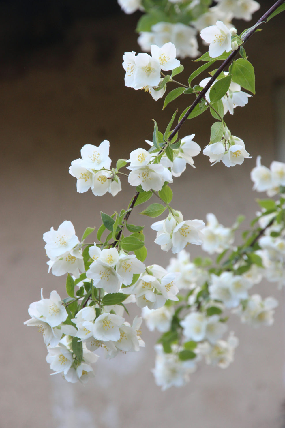 Body Butter - Sweet Jasmine
